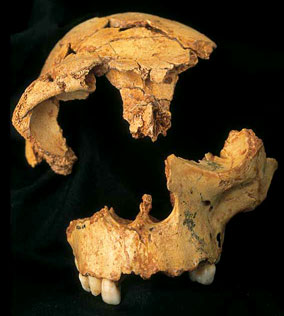 Homo antecessor, une alimentation « coriace »