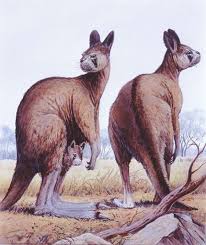 La faune préhistorique australienne victime de la chasse ?