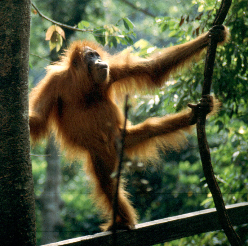 La bipédie de l’orang-outan pour comprendre la bipédie humaine ?