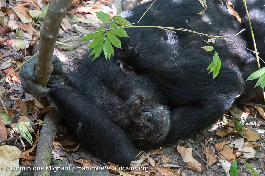 Chimpanzés, australopithèques, nids nocturnes et sommeil paradoxal