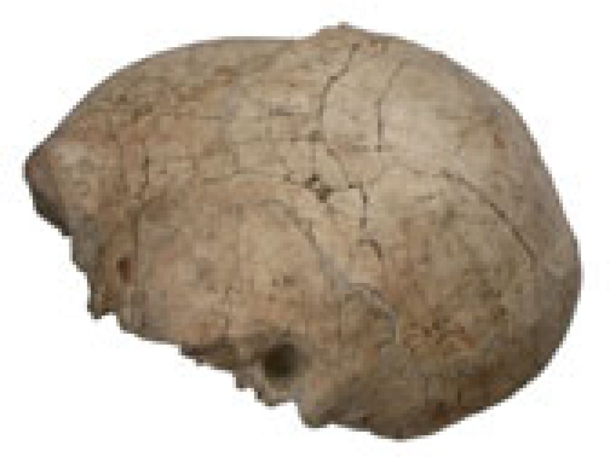 Homo habilis et Homo erectus étaient contemporains