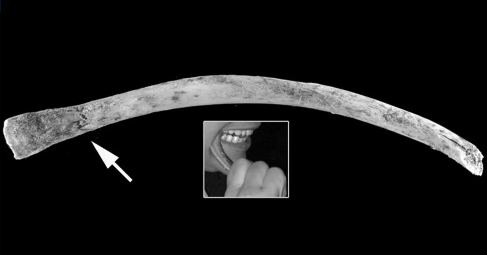 Distinguer des traces de mastication humaine sur des os fossilisés : une avancée en paléoanthropologie