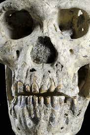 Un seul crâne (Dmanissi 5) peut-il remettre en cause la diversité des espèces d’hominidés ?