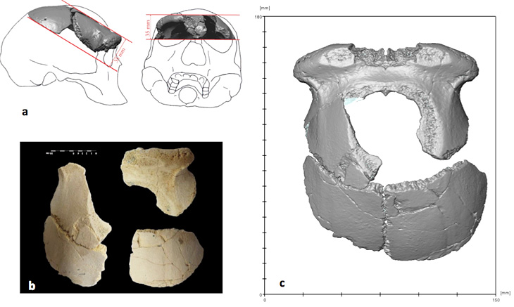 Au cœur de l’Eurasie : un Homo erectus ancien en Turquie