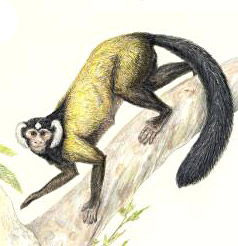 Ganlea megacanina : la découverte d’un ancêtre asiatique des singes il y a 38 Ma.