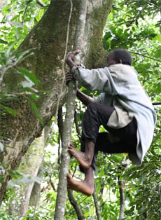 Lucy l’australopithèque savait-elle encore monter aux arbres ?