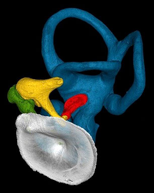 Une étude compare les osselets de l’oreille de Néandertal avec ceux d’Homo sapiens.