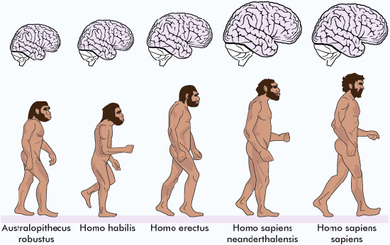 Un cerveau plus grand entraine un corps plus important ?