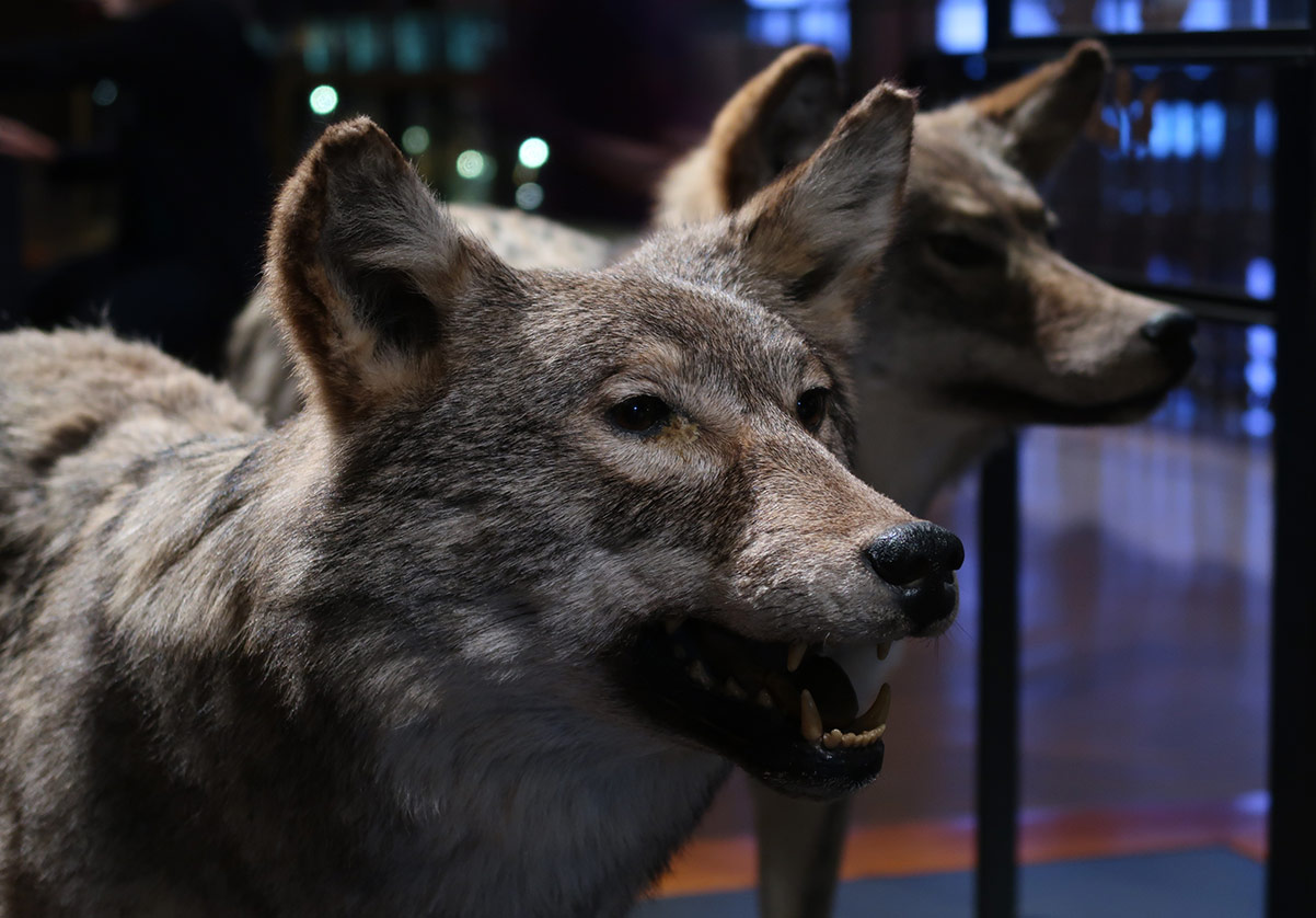 LE CHIEN, UN LOUP REMPLI D-HUMANITE - ANIMAUX SAUVAGES - NATURE ET FAUNE -  Vie pratique - La Preface