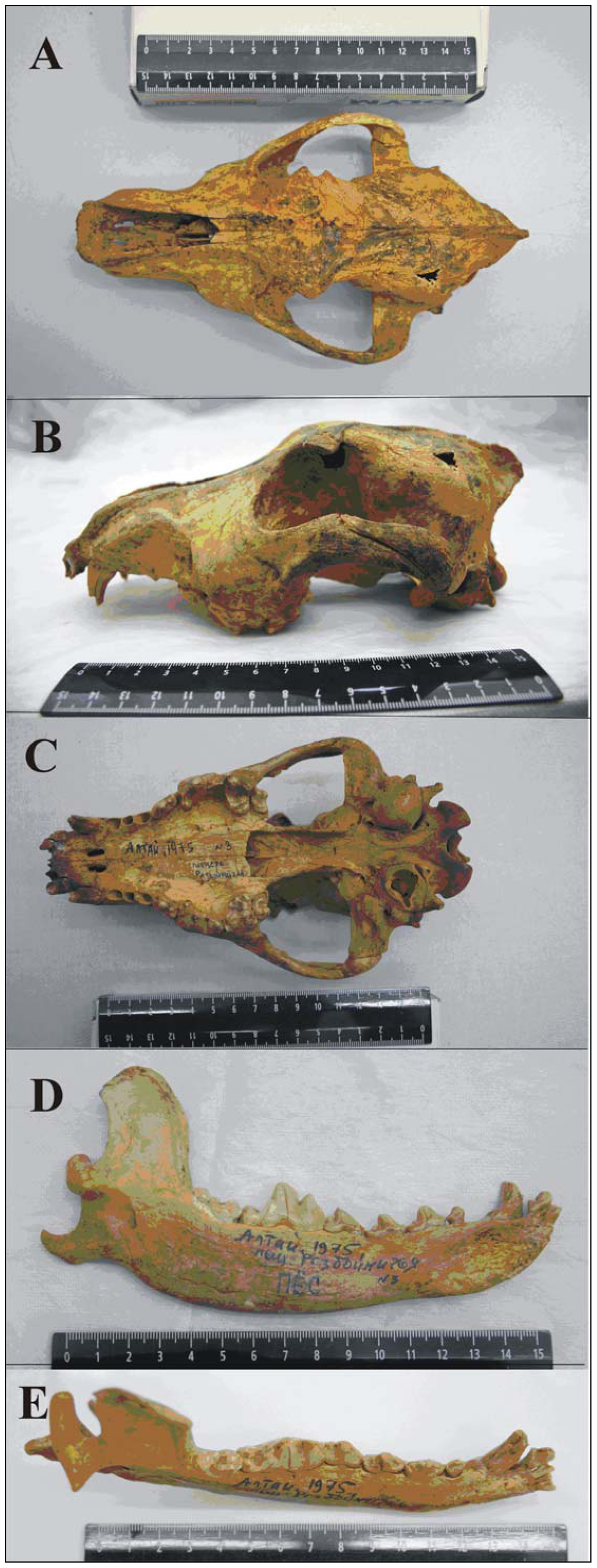 Un chien vieux de 33 000 ans en Sibérie