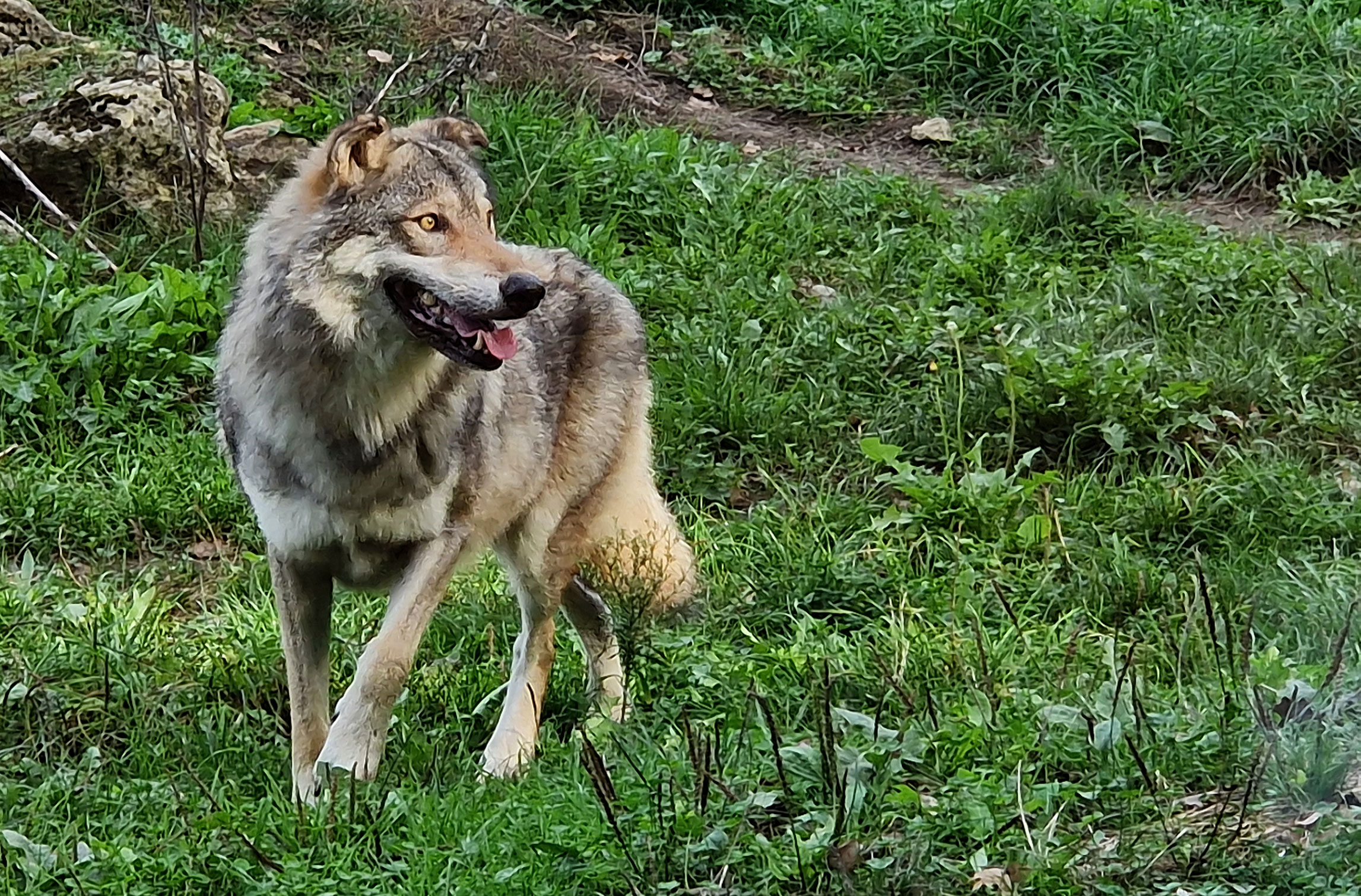 Du loup au chien à la préhistoire - Hominides