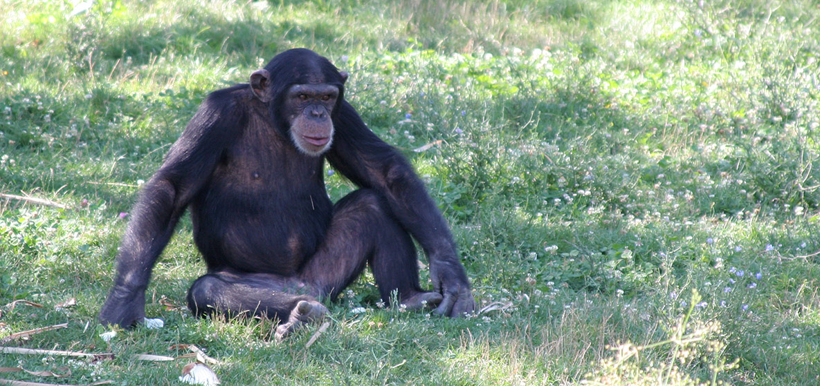 Les apports de la primatologie à l’anthropologie