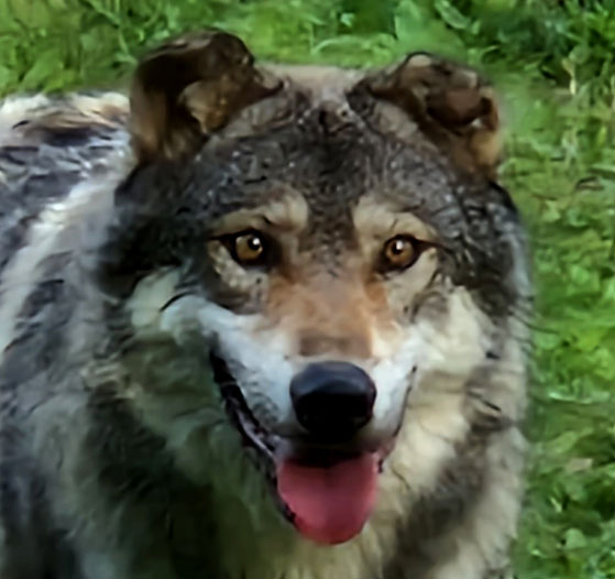 Du loup au chien à la préhistoire