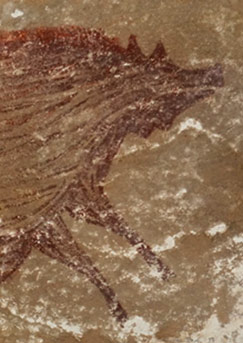 En Indonésie, une peinture de sanglier a été datée de 45 500 ans !