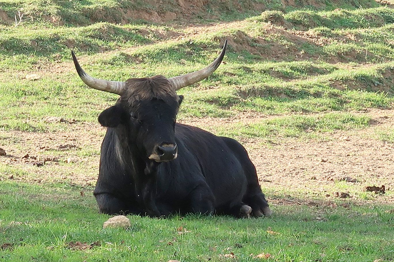 Un aurochs au Parc du Thot