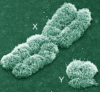 Un chromosome Y de 338 000 ans