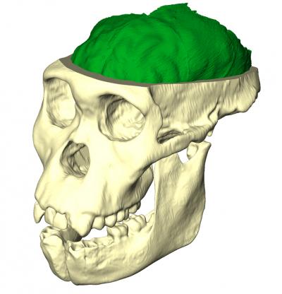 Australopithecus sediba, l’évolution en mosaïque