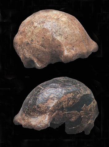 Les derniers représentants de l’espèce Homo erectus ont 108 000 ans…