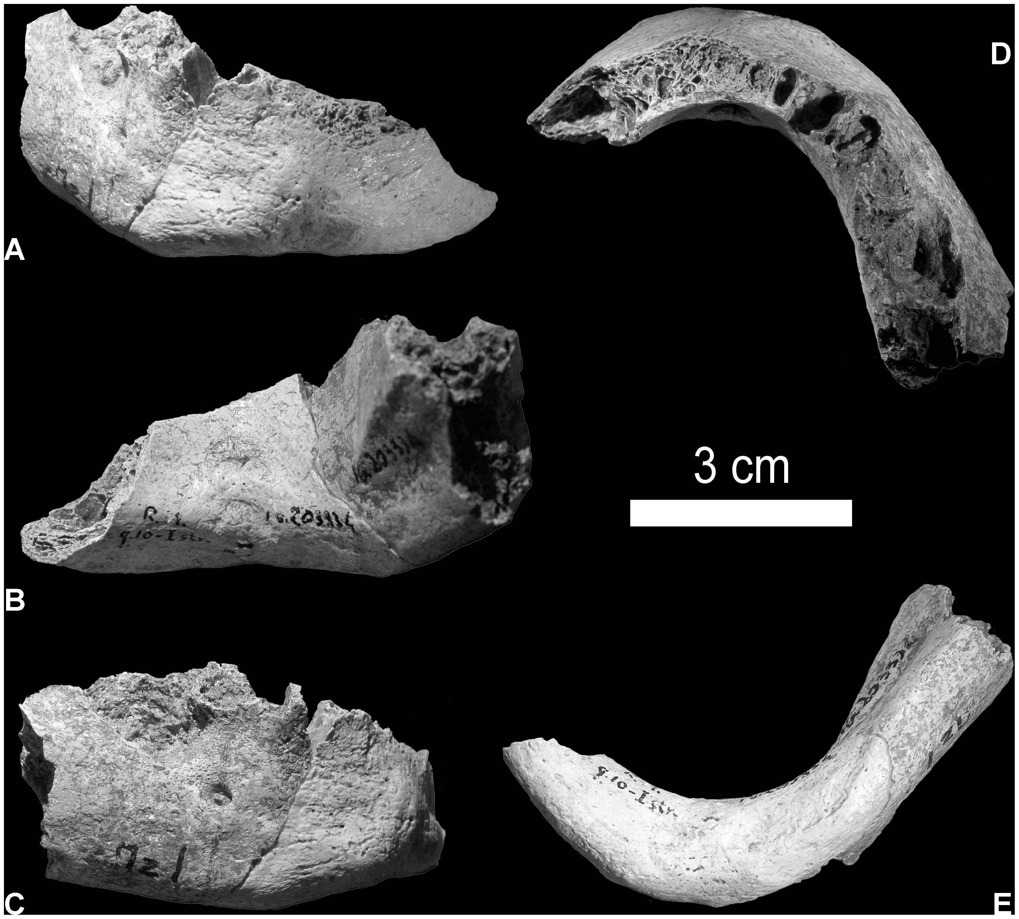 Les premières preuves morphologiques de l’hybridation des néandertaliens ?
