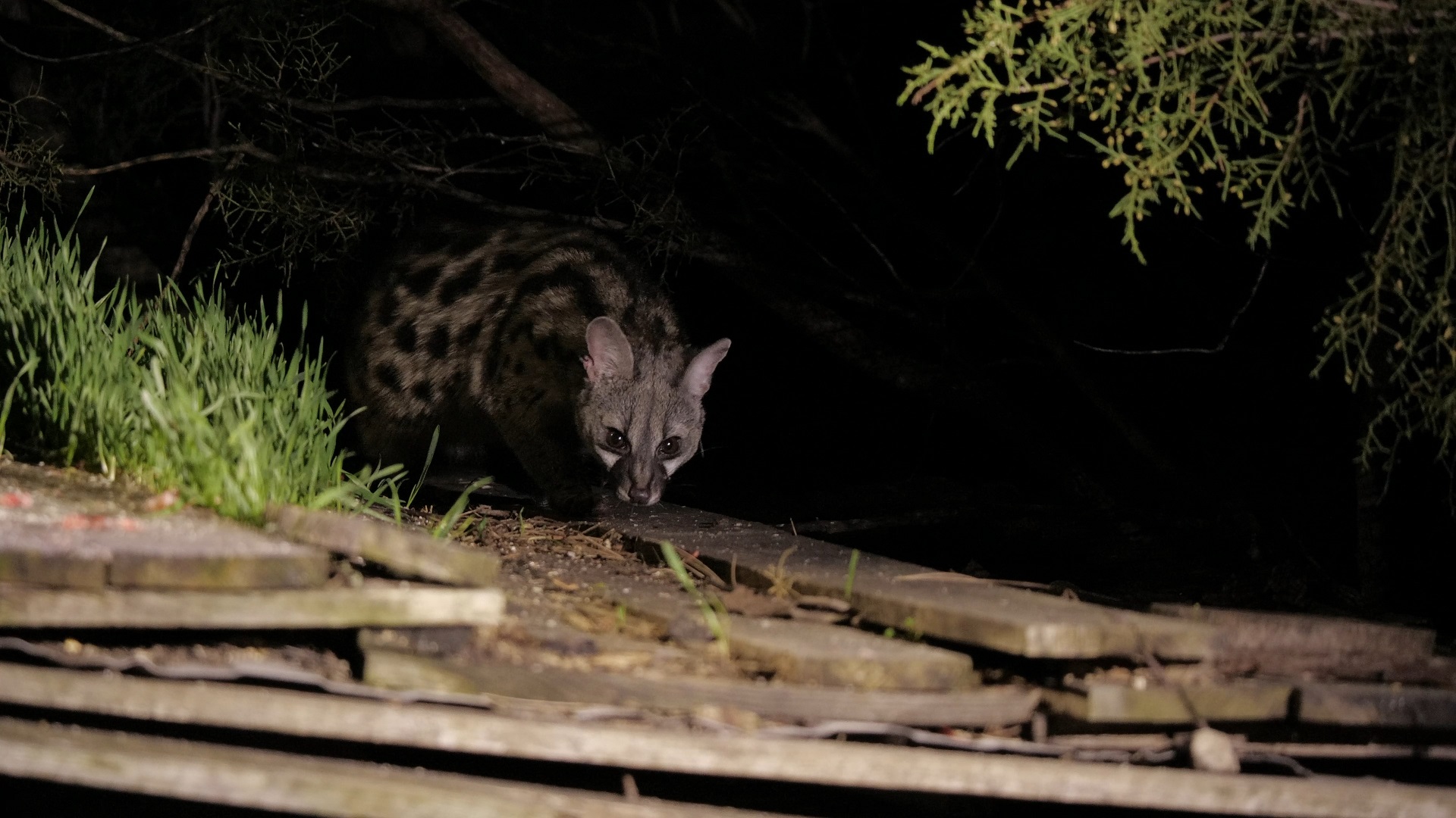 Des carnivores et des Hommes : une histoire de vie commune