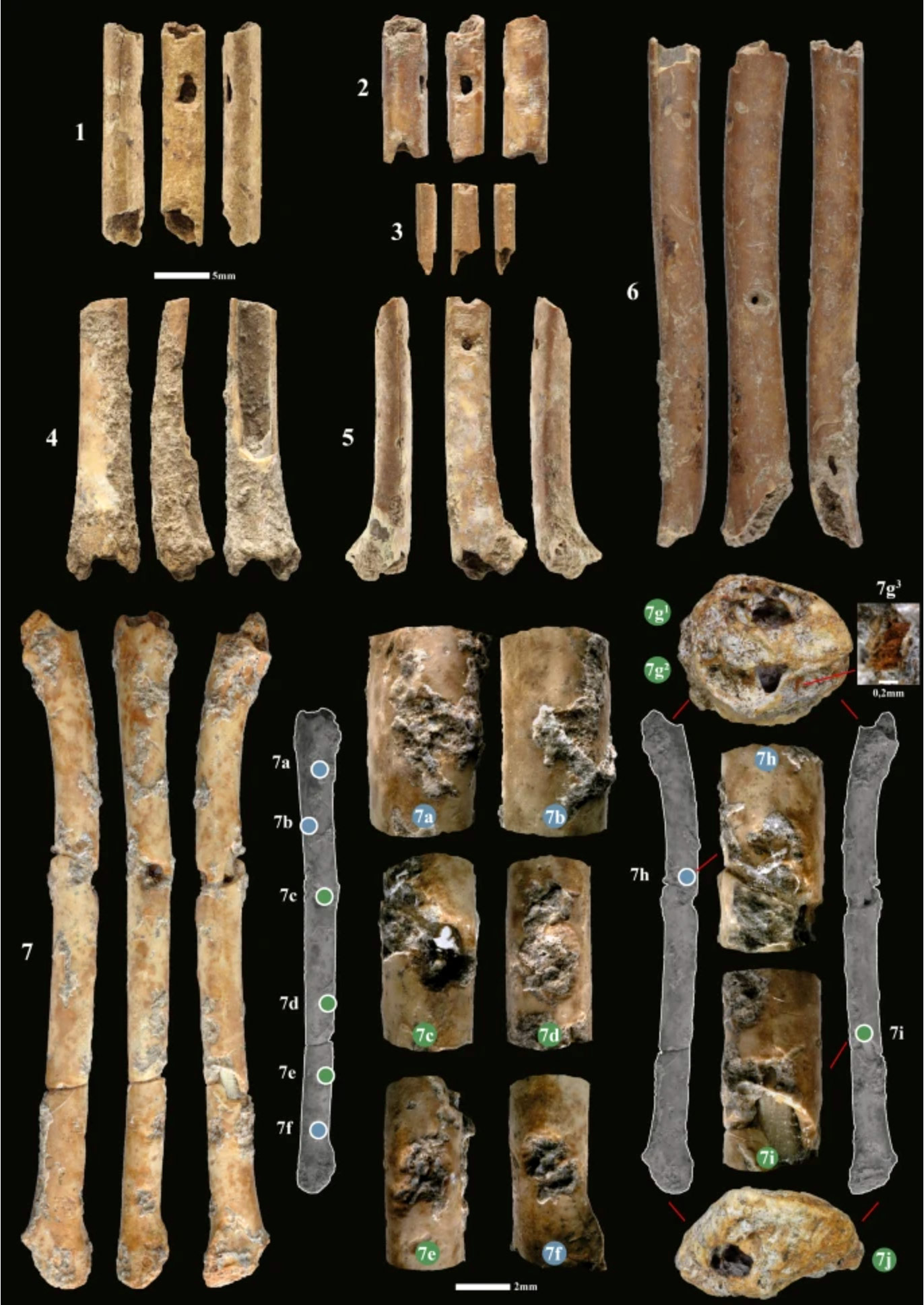 Des aérophones, instruments à vent, au Moyen-Orient il y a 14 000 ans BP