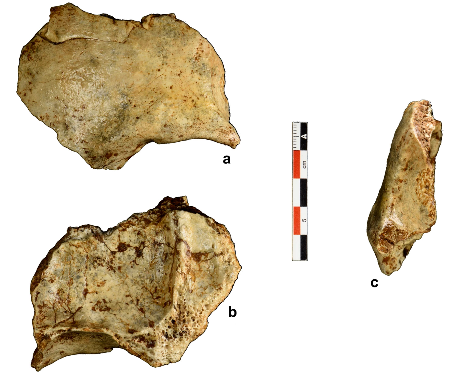 Des fossiles humains découverts au Laos et datés de 86 000 ans