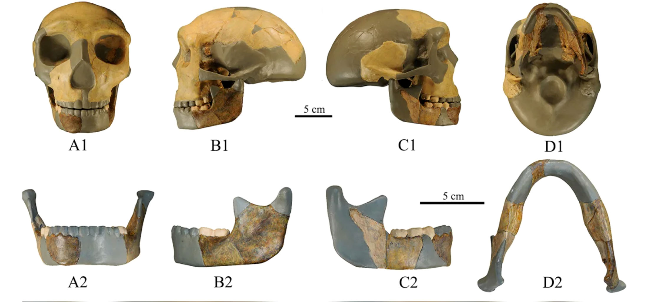 Des ossements de 300 000 ans en Chine sans espèce fixe…