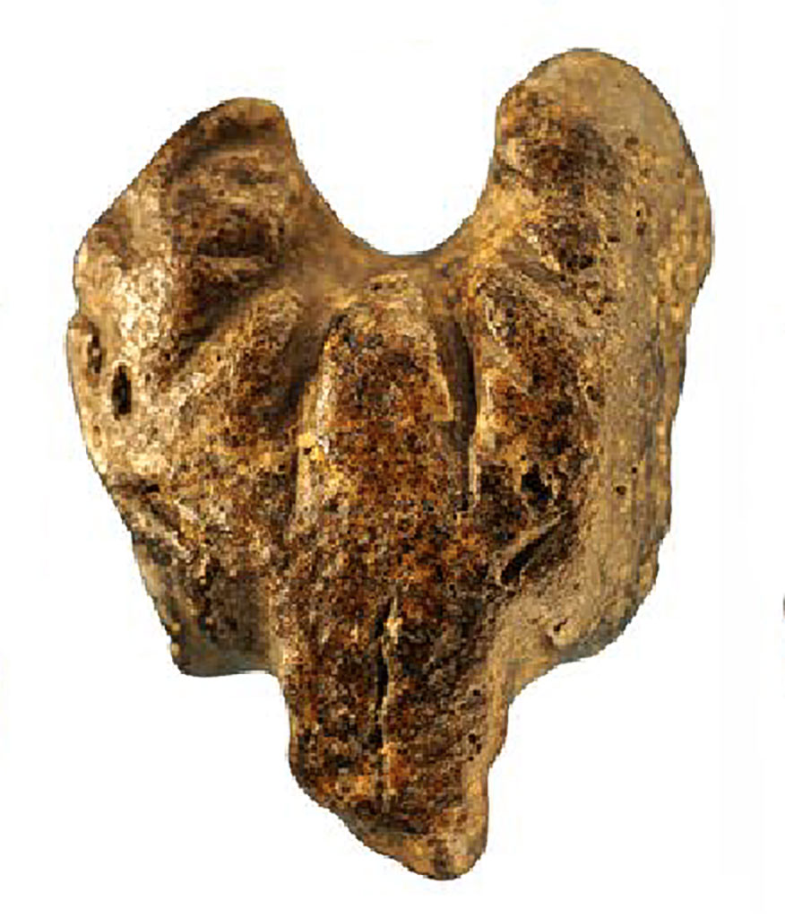 Une tête d’ours gravée datant de l’Aurignacien en France