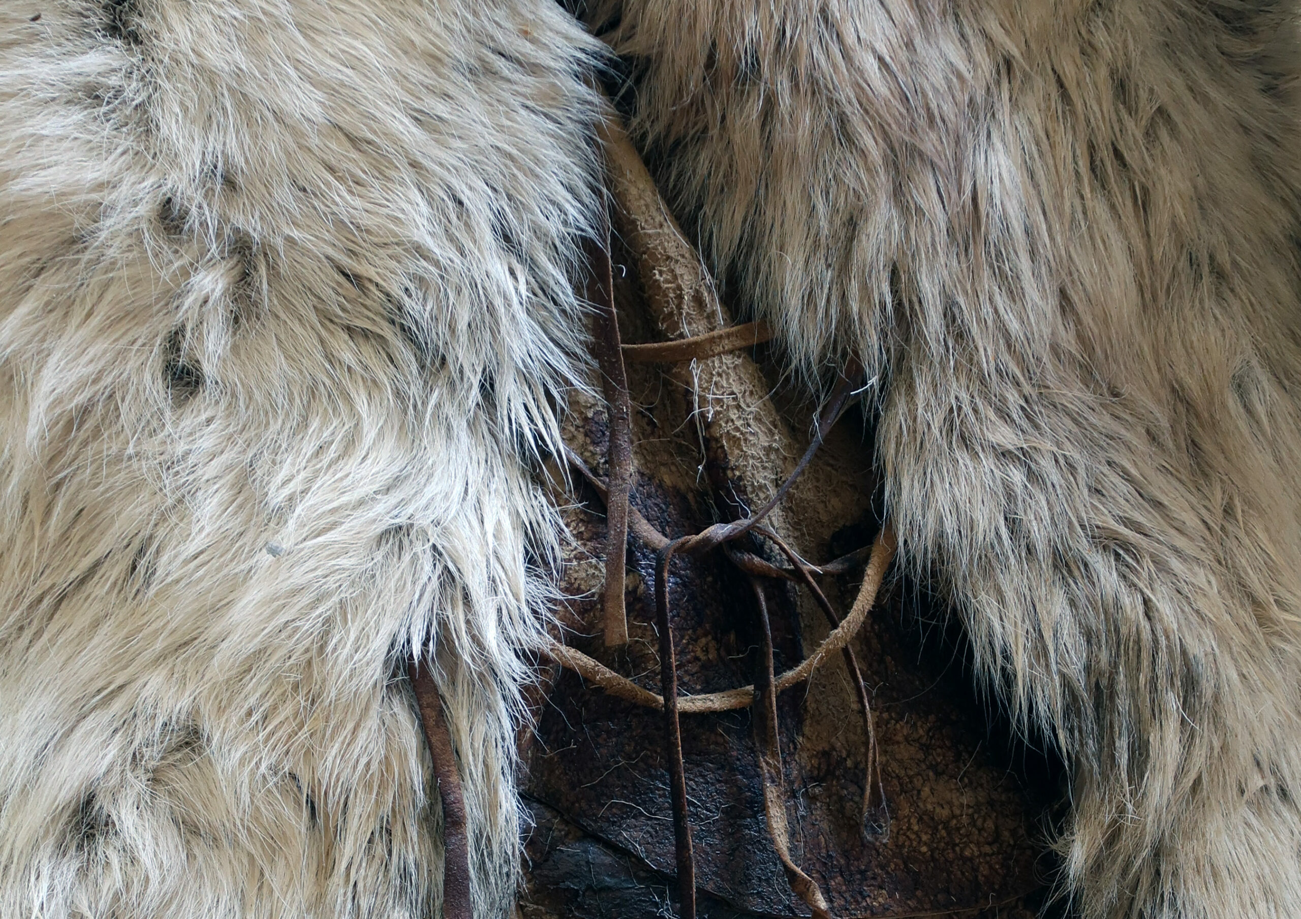Animaux Préhistoriques Vivants Aujourd'hui