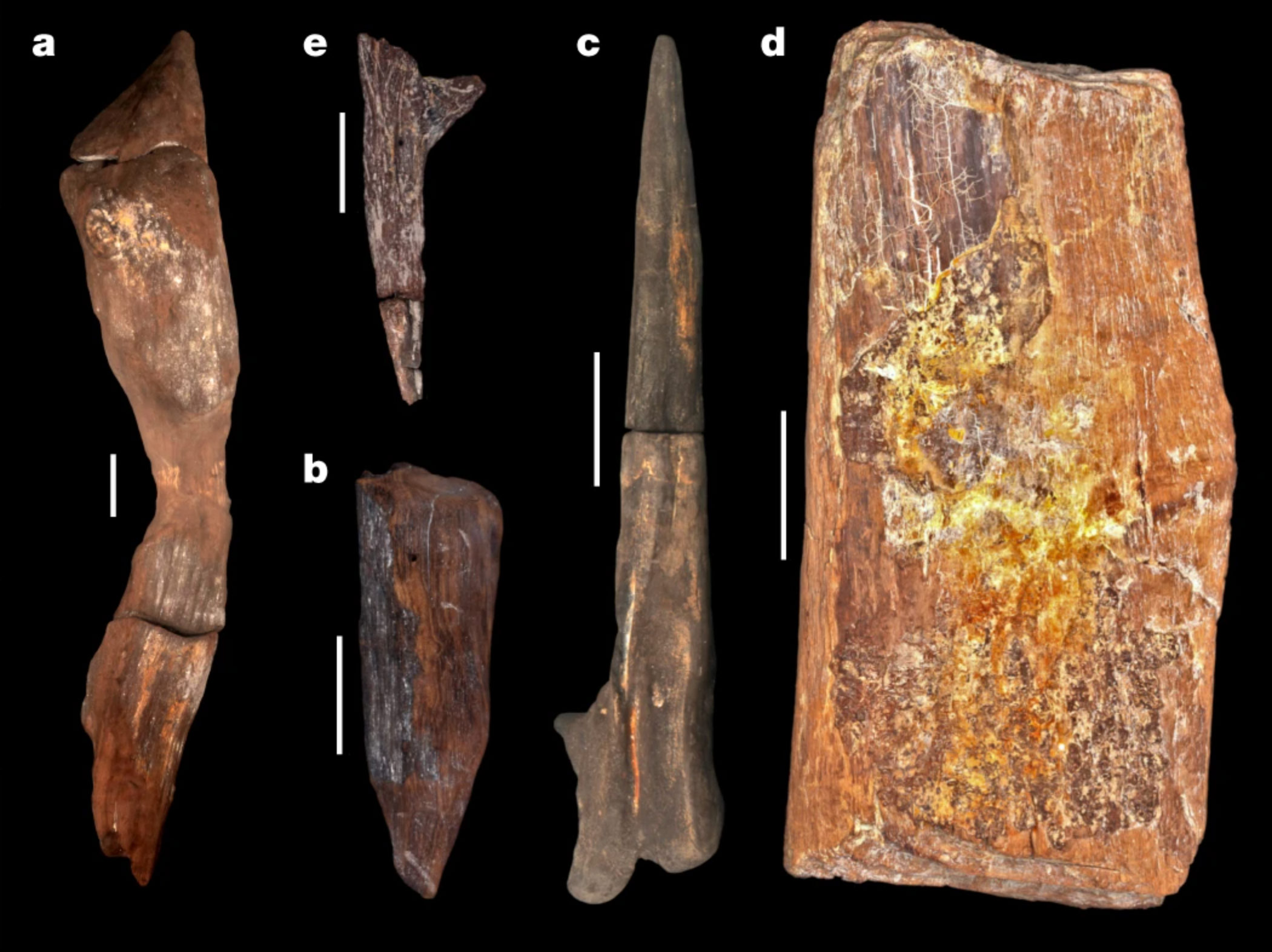 Les restes d’une structure en bois datés de 476 000 ans en Zambie
