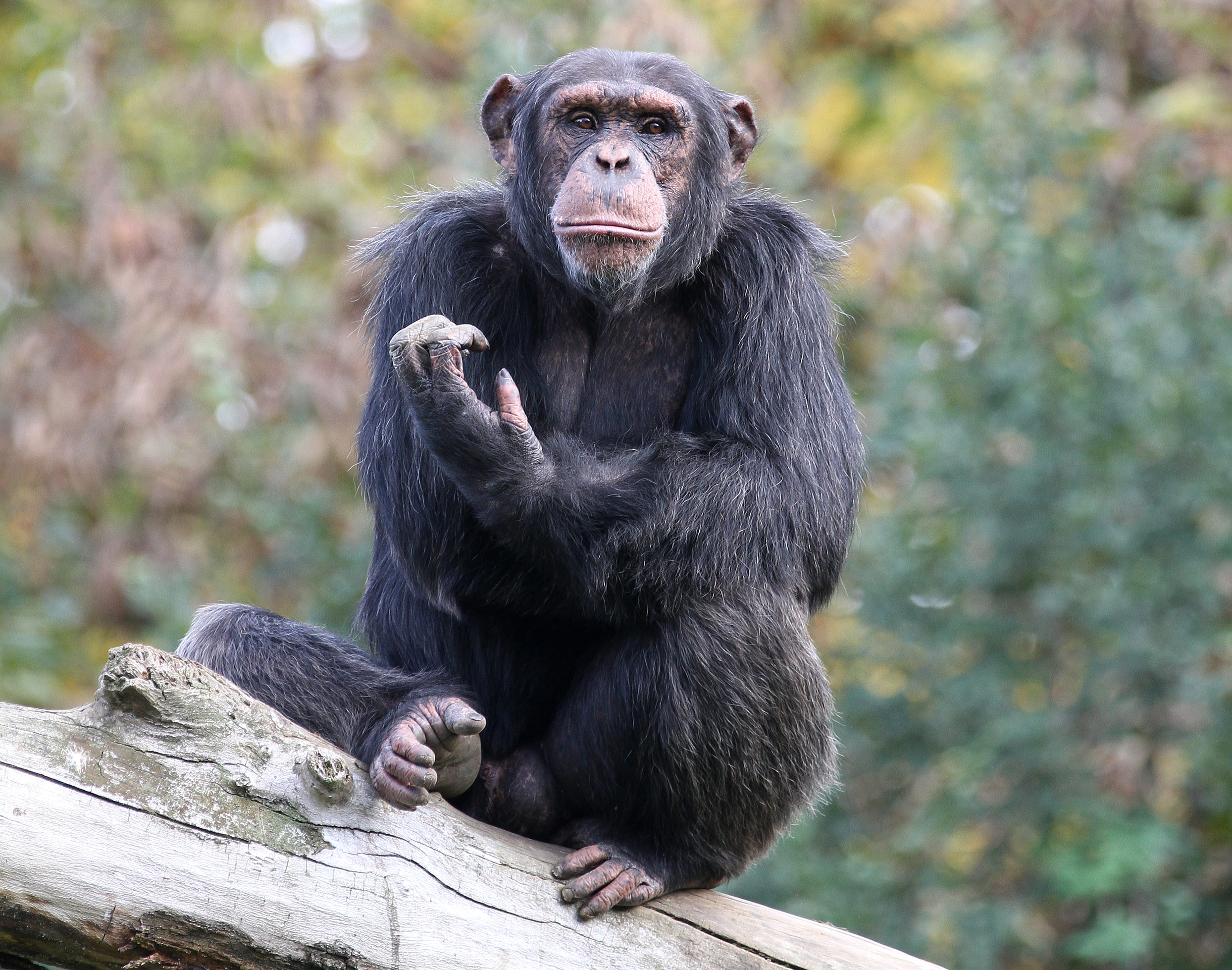 Chimpanzé religiosus