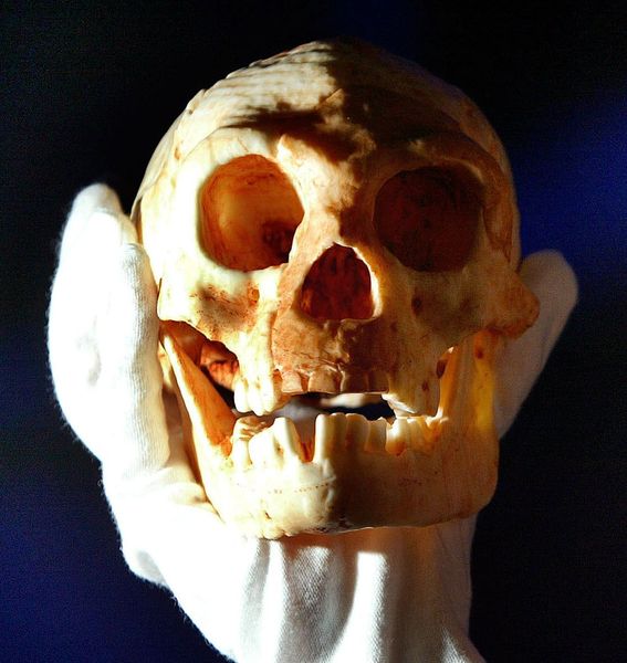 Homo floresiensis : et maintenant, l’hypothèse du « nain crétin » !