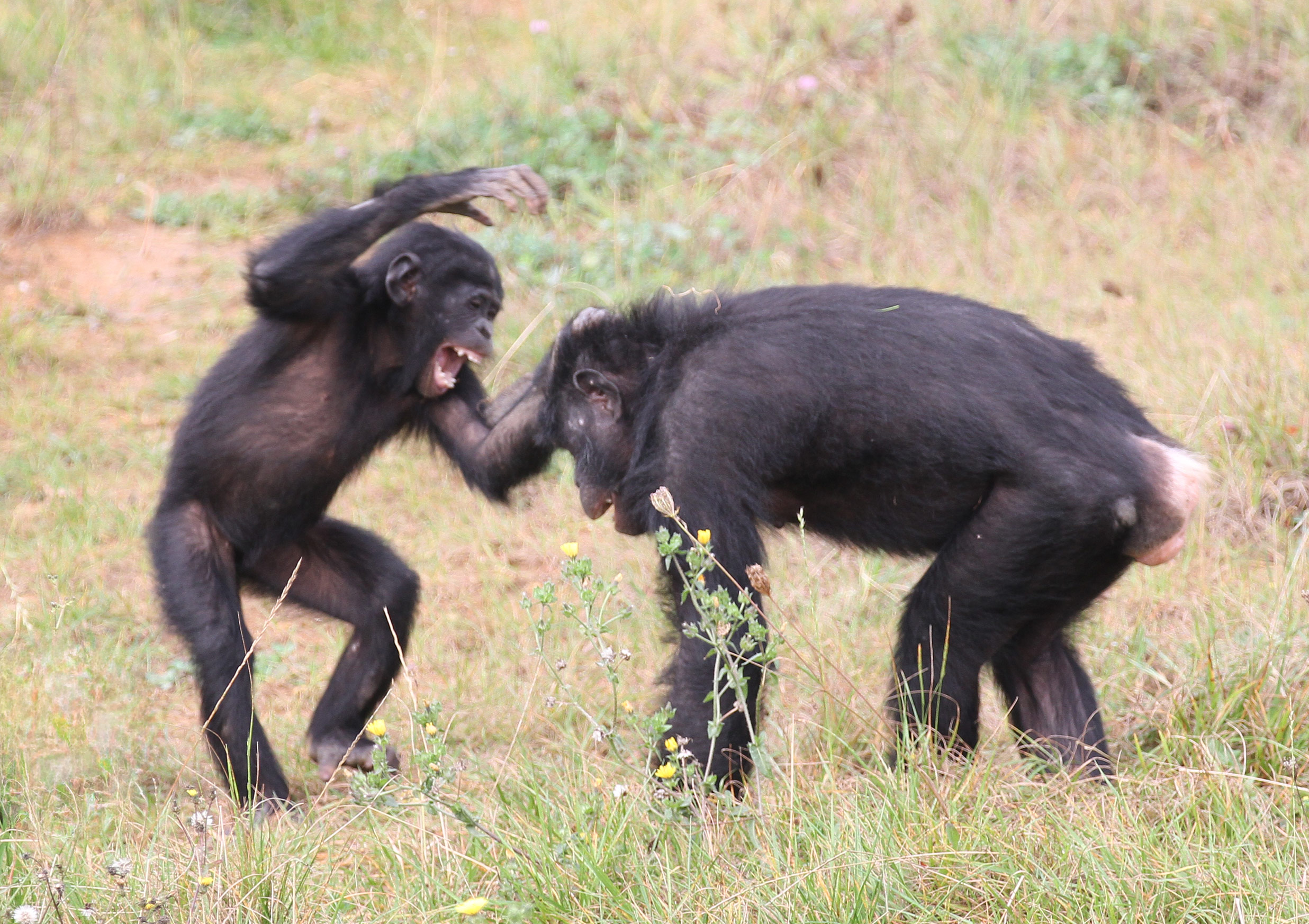 Vallée des singes - Visite et Photographies - Hominides