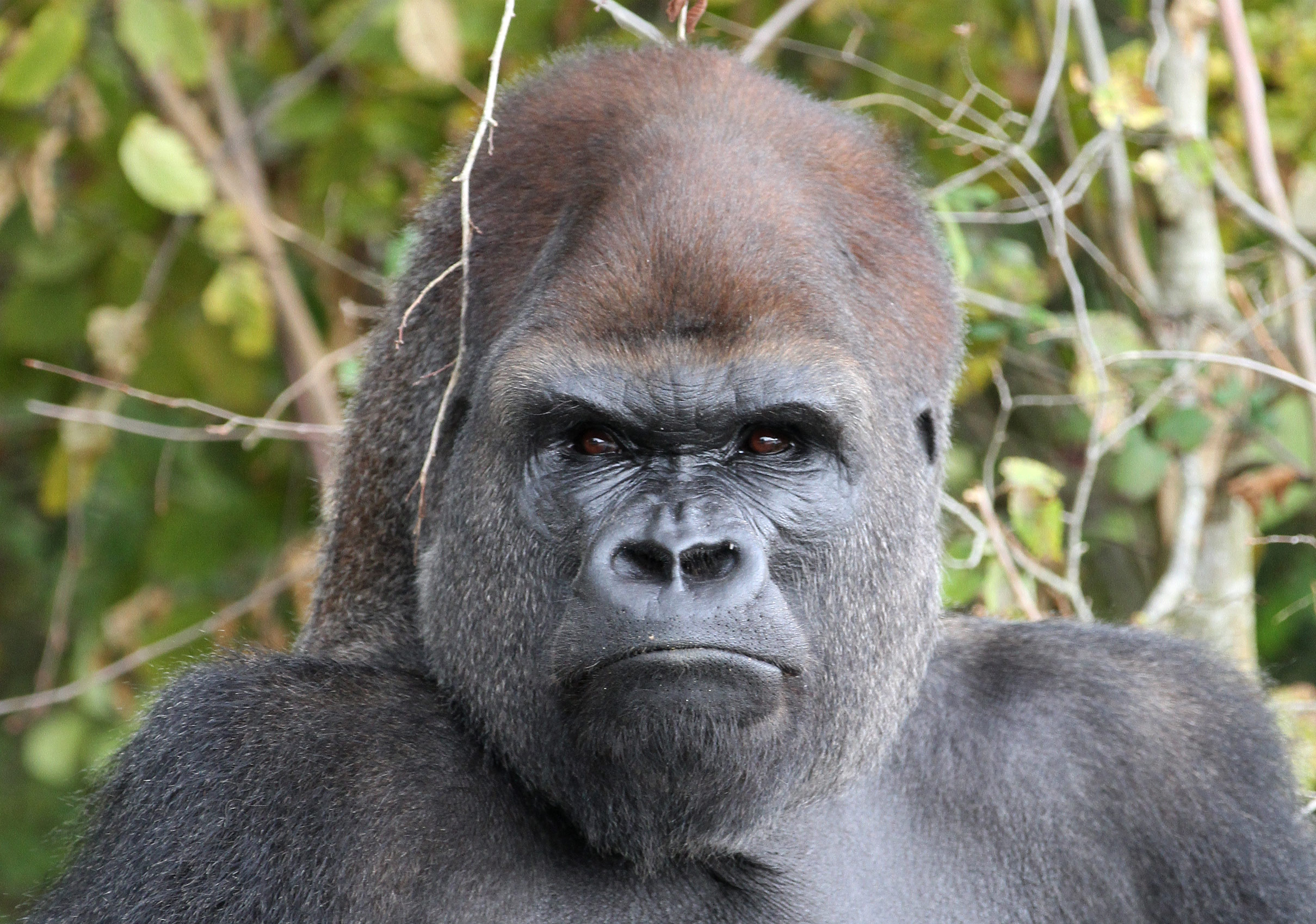 Vallée des singes - Visite et Photographies - Hominides