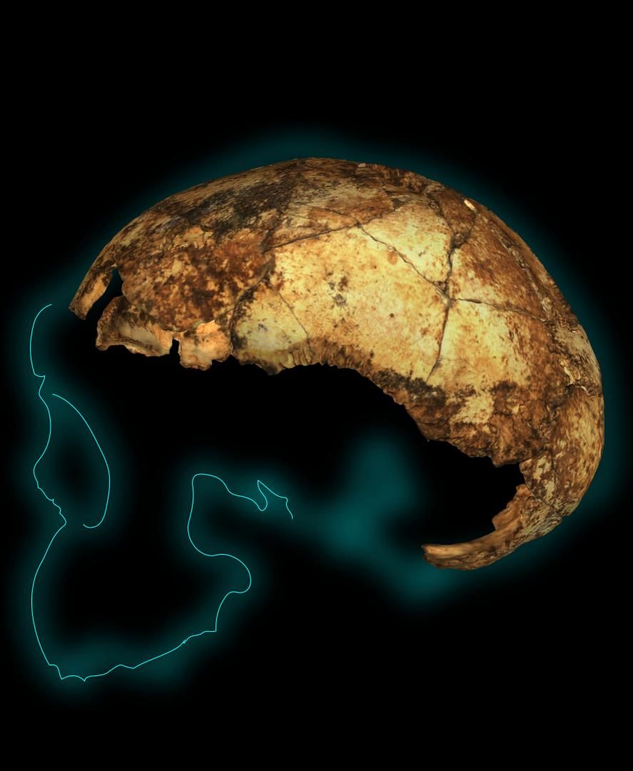 H. erectus, P. robustus et A. Sediba à Drimolen en Afrique du sud il y a 2 Ma