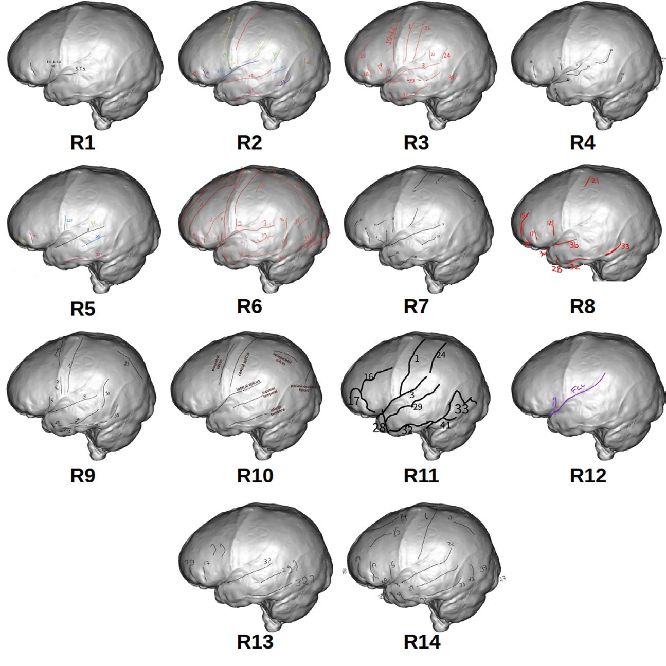 Interprétation de l’empreinte du cerveau sur l’endocrâne