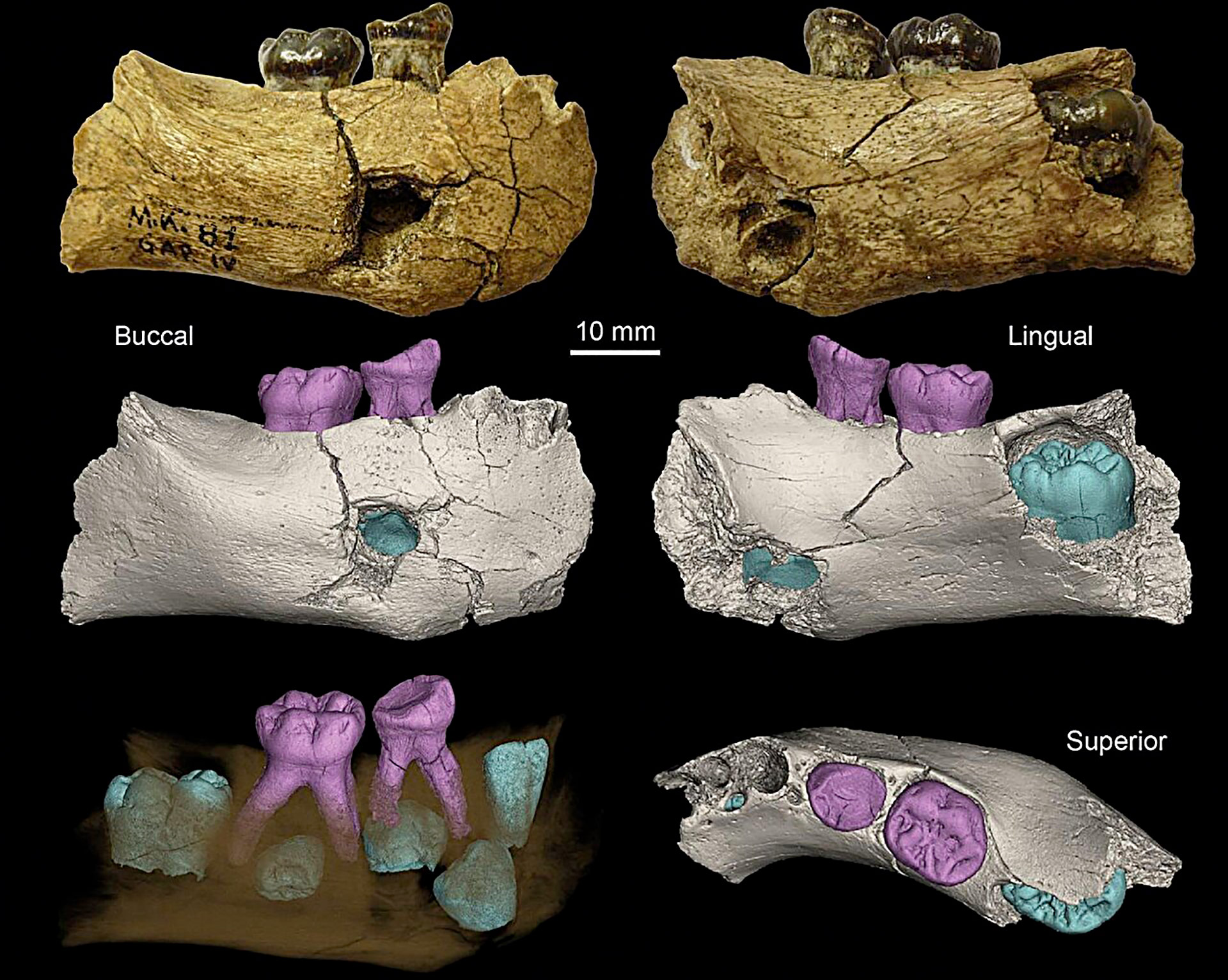 La mâchoire de Garba IV appartient à un Homo erectus de 2 millions d’années.