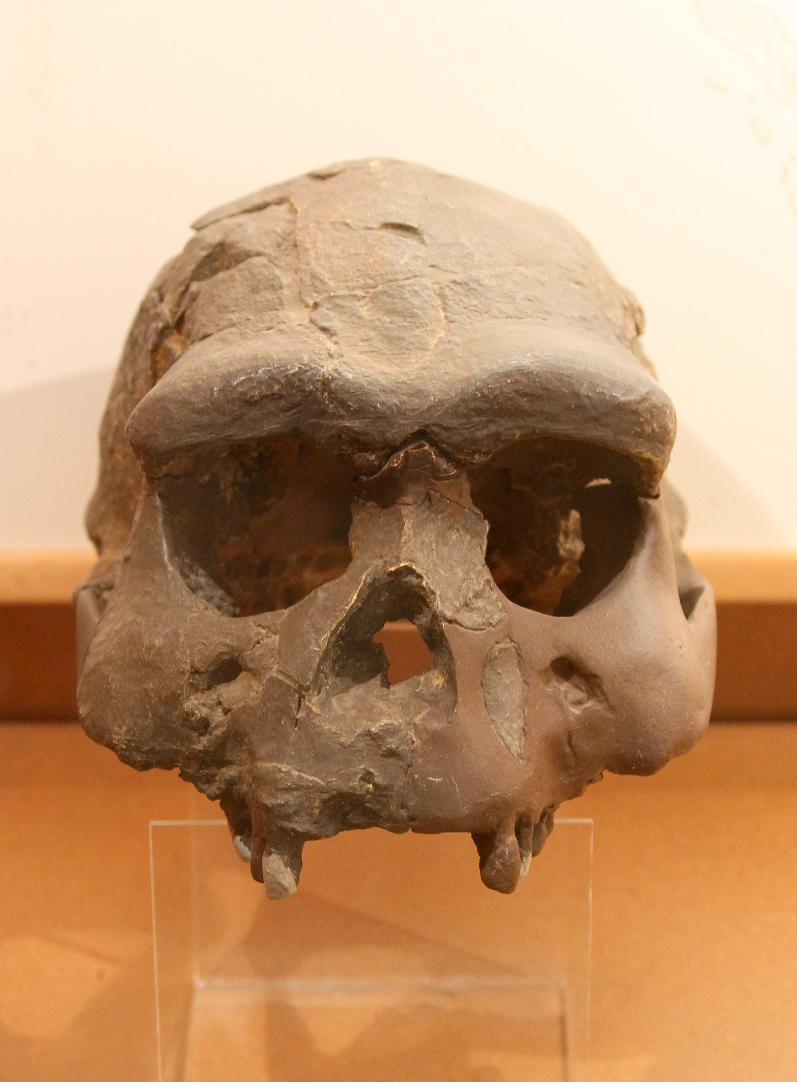 Homo erectus