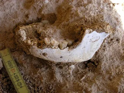 Homo erectus présent au Maroc il y a 500 000 ans