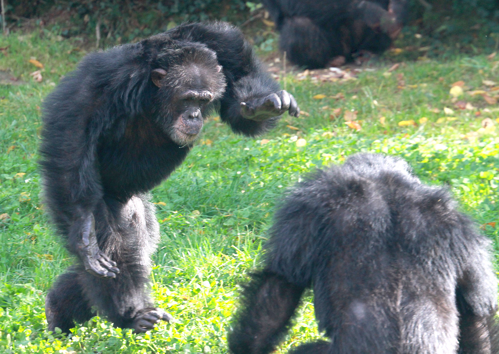 Le bonobo peut également régler des conflits par l’agressivité