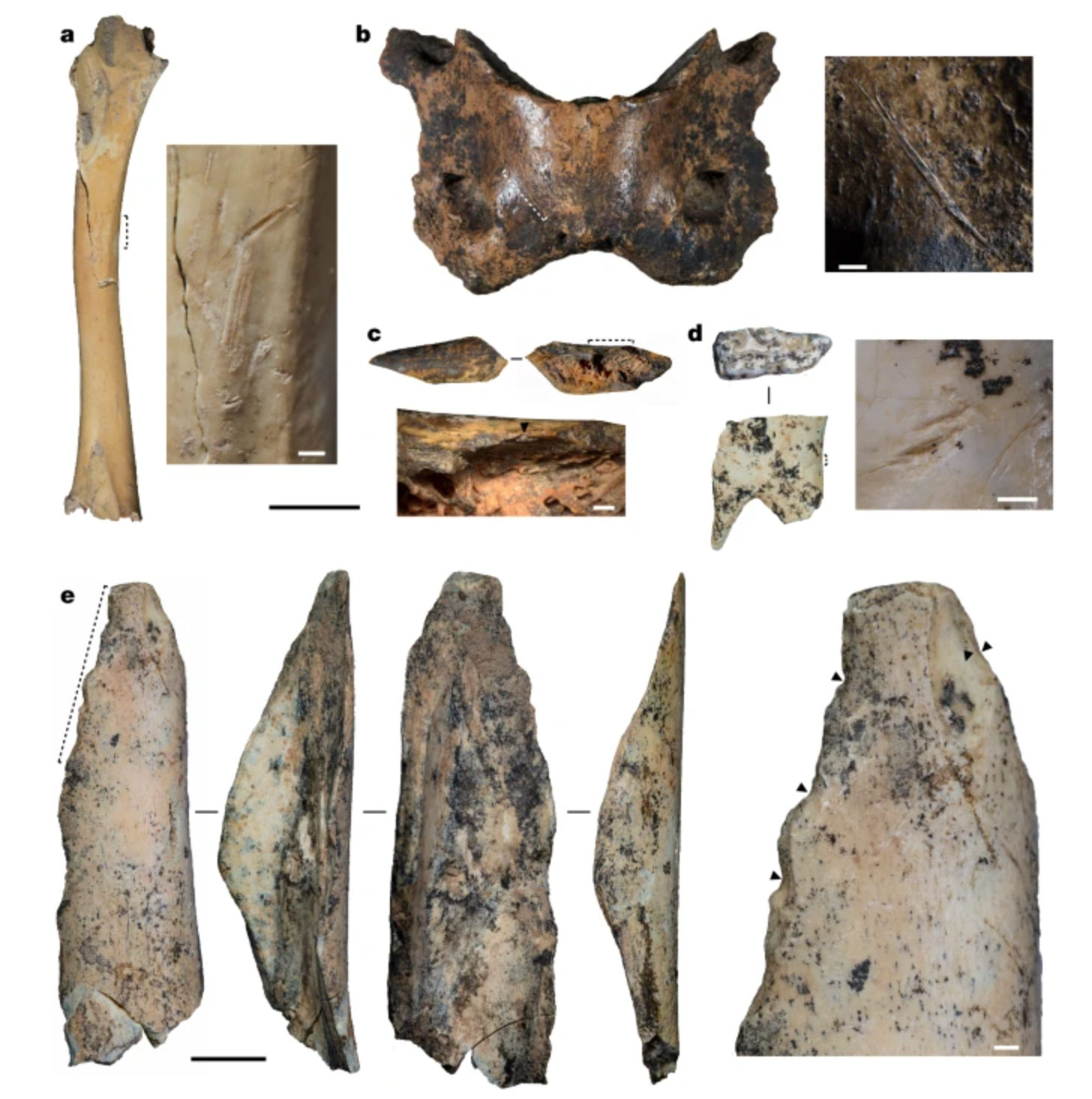 Des Dénisoviens ont vécu sur le plateau tibétain pendant 160 000 ans