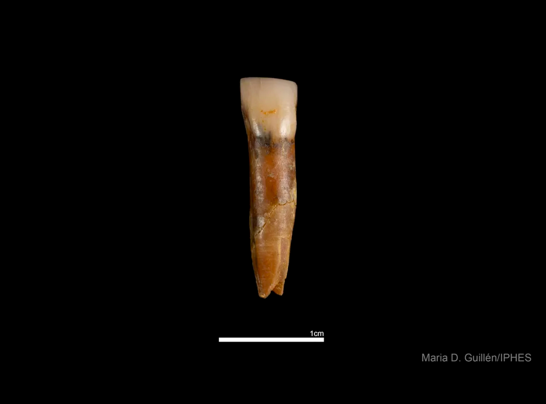 Atapuerca : De nouveaux restes d’Homo antecessor