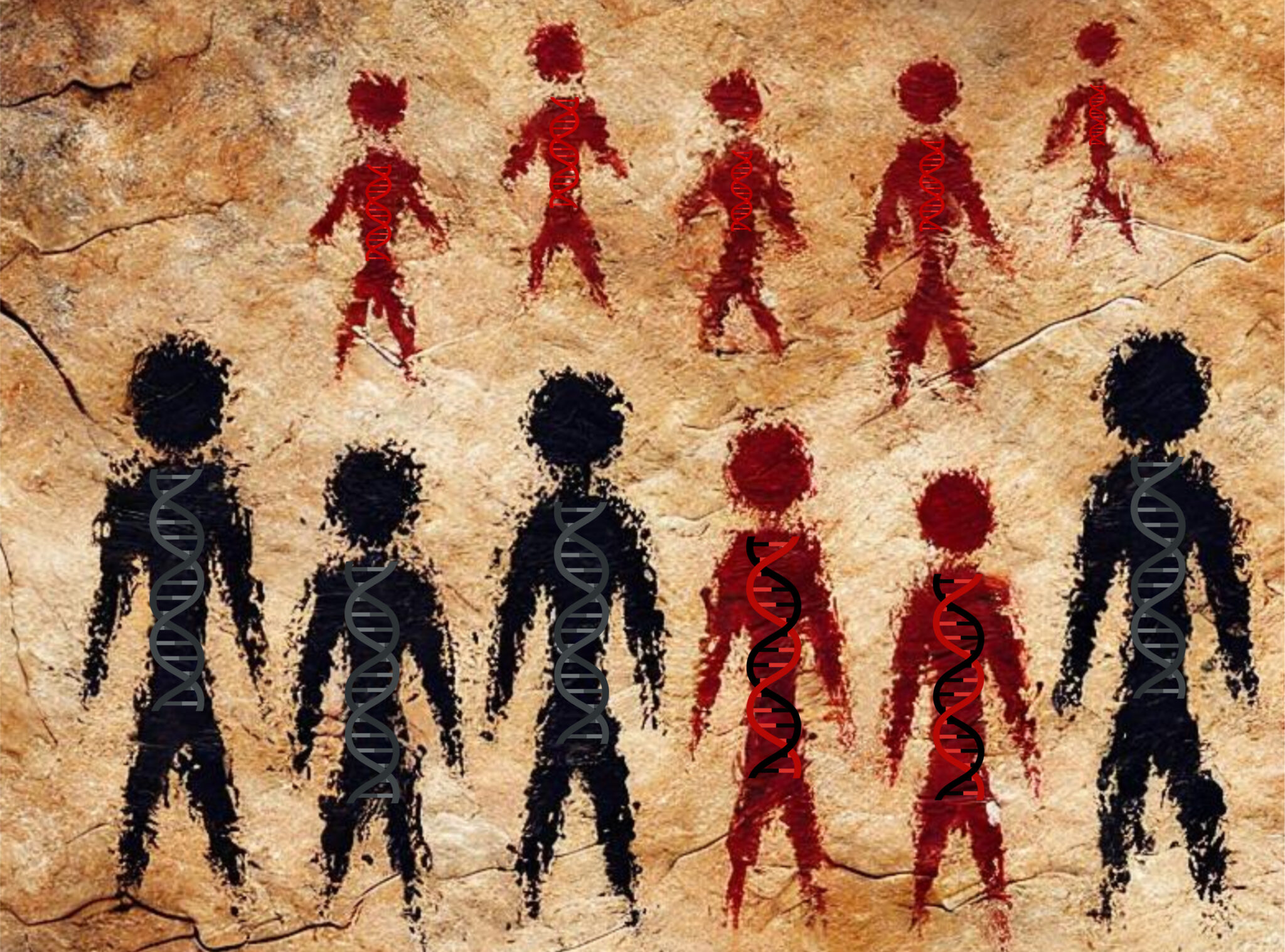 Une nouvelle chronologie des hybridations entre Néandertaliens et Homo sapiens