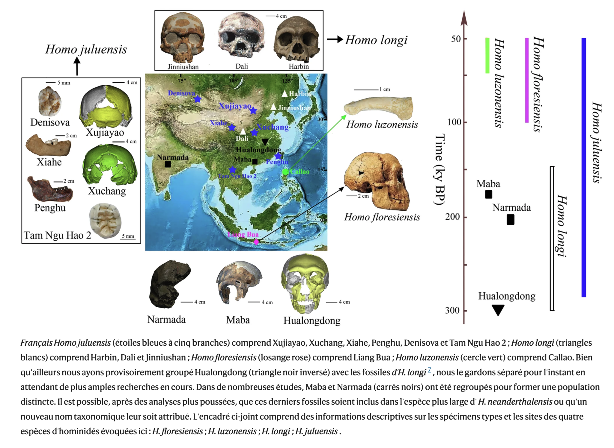 Attribution d’anciens restes humains à une espèce unique : Homo ...